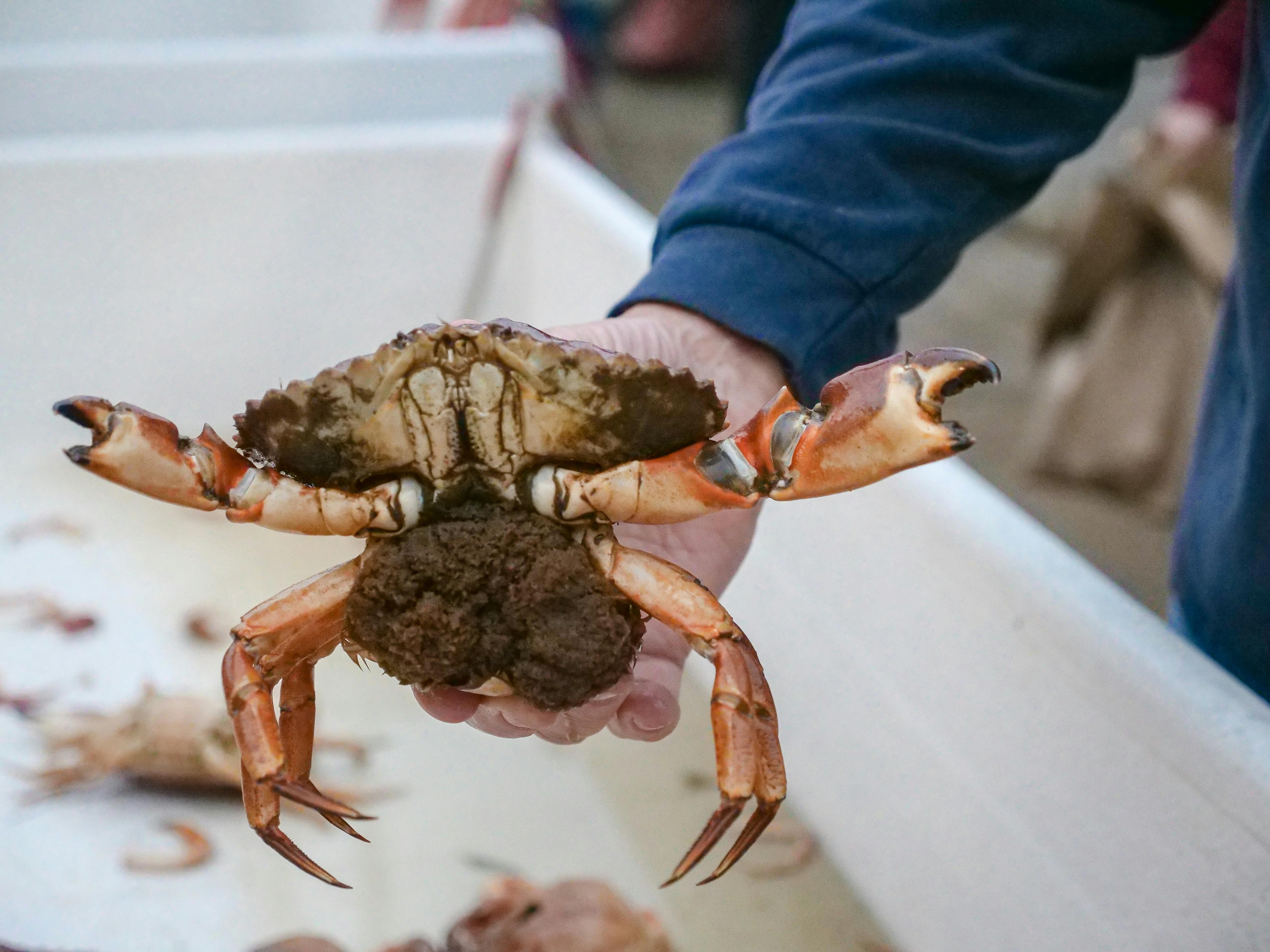 Crabbing on the Washington Coast