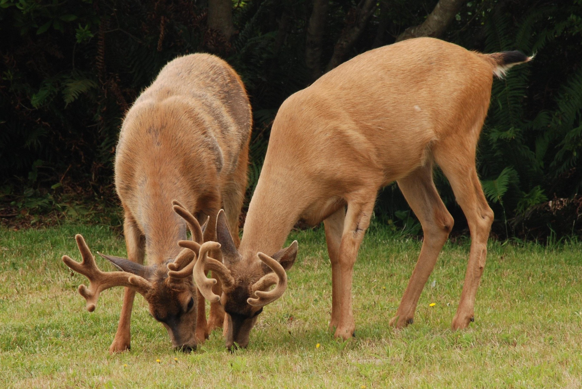 Deer in the coastal forest near Grayland on the Cranberry Coast