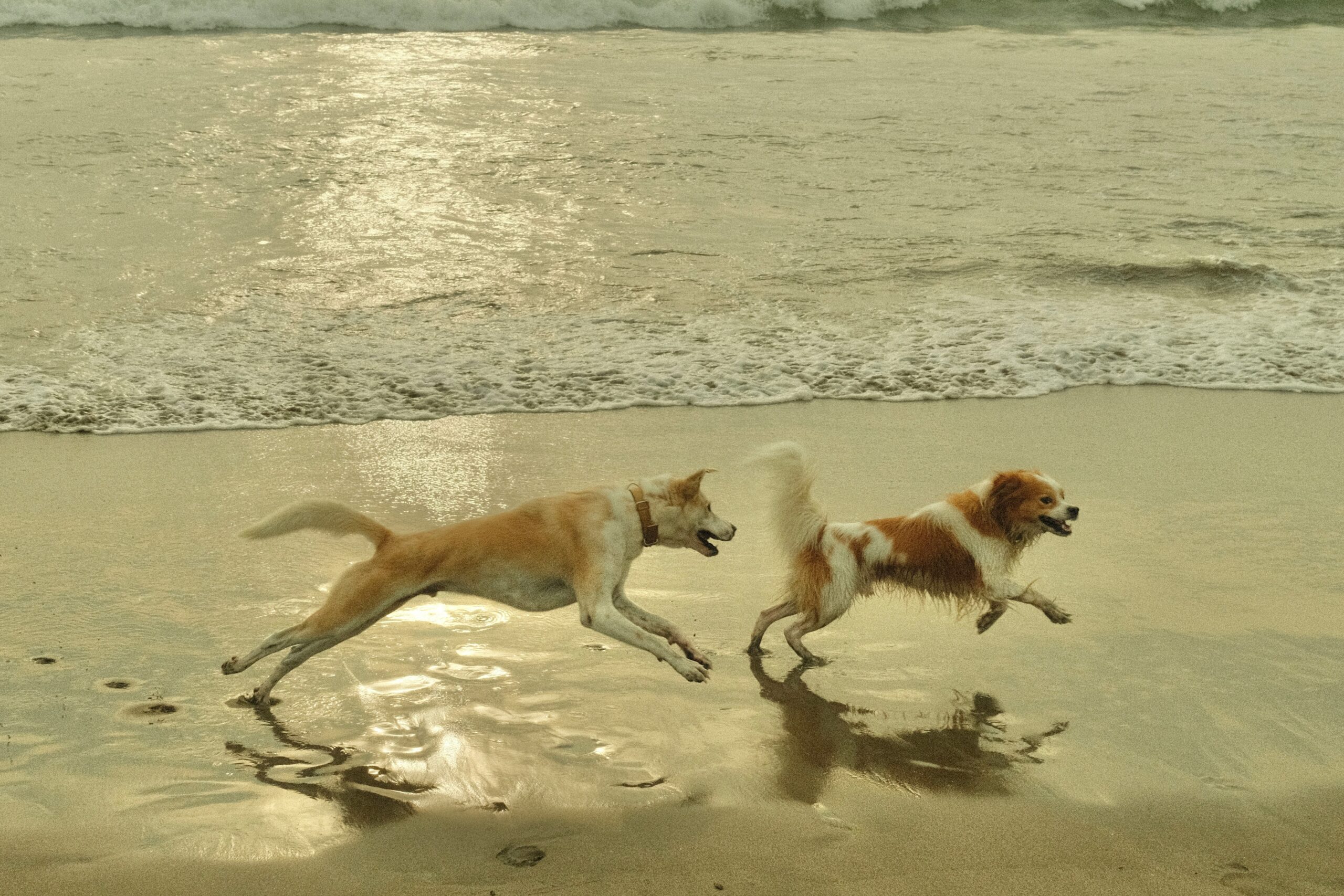 Pacific Ocean beach in Grayland, Washington